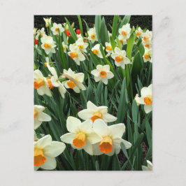 Daffodils Vykort