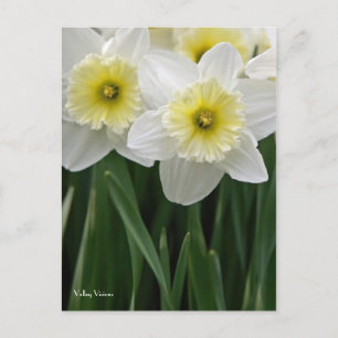 Daffodils Vykort