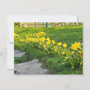 Daffodils Vykort