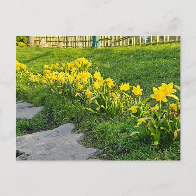 Daffodils Vykort (Framsida)