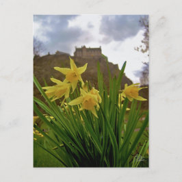 Daffodils [vykort] vykort
