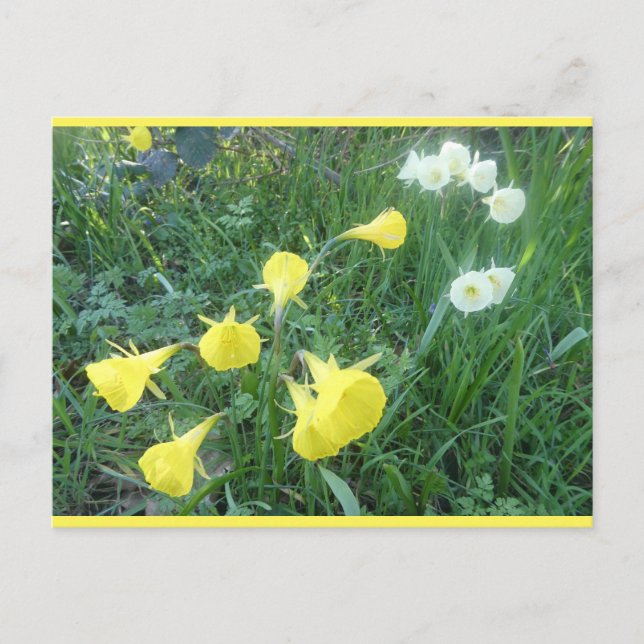 Daffodils White & Yellow Arctic Bells DIY Postcard Helg Vykort (Framsida)