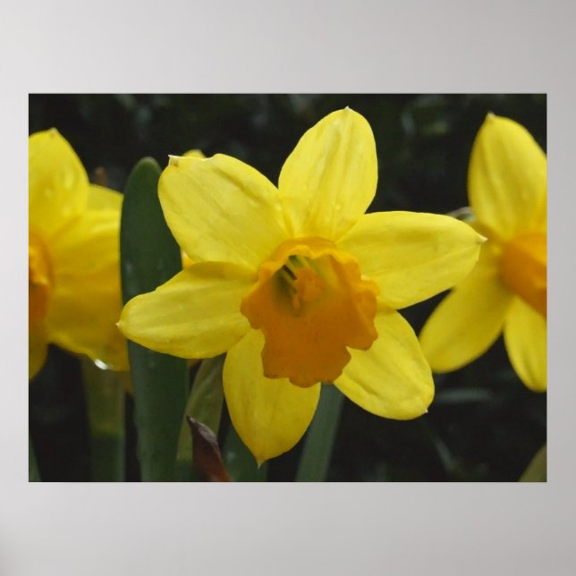 Daffy Poster (Framsidan)