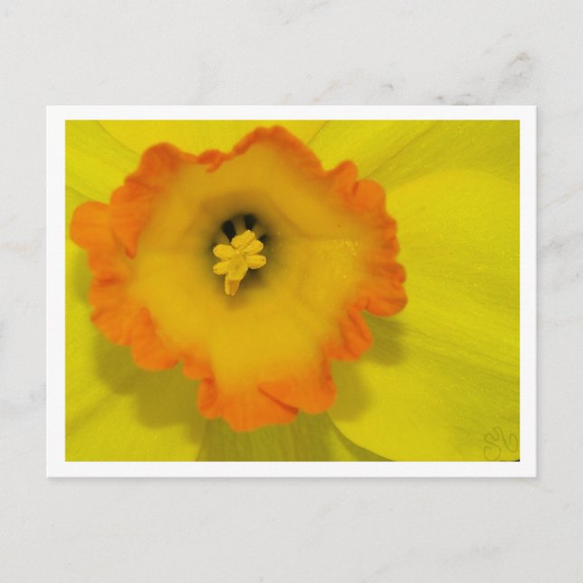 Daffy Vykort (Framsida)