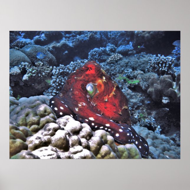 Dag bläckfisk poster (Framsidan)