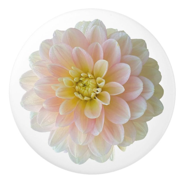 Dag Dreamer Waterlily Dahlia Knopp (Framsidan)
