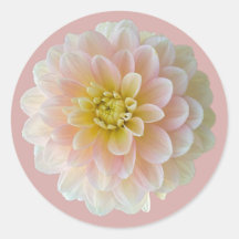 Dag Dreamer Waterlily Dahlia