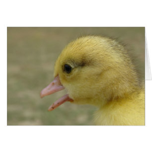 Dag Gamla Muscovy Duckling Hälsningskort