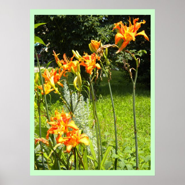 Dag Lillies Poster (Framsidan)
