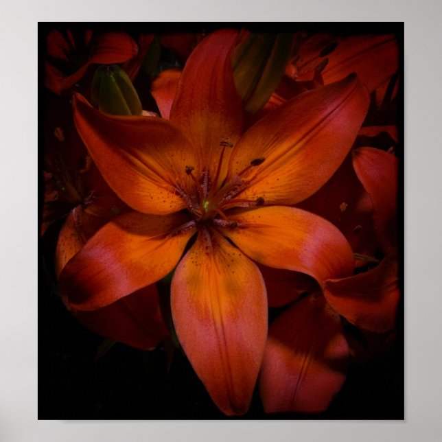 Dag Lilly Poster (Framsidan)