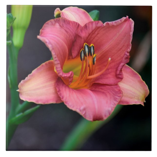 Dag Lily Macro-bild Kakelplatta (Framsidan)