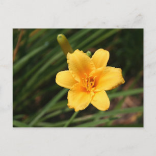 Dag Lily-vykort Vykort