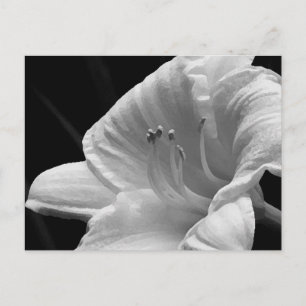 Dag Lily-vykort Vykort