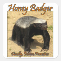 Dag, omedveten, feroktig Honey badger-fästare