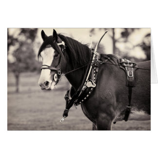 Dagar Borta av - Clydesdale Horse Hälsningskort