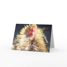 Dagen för dålig hår