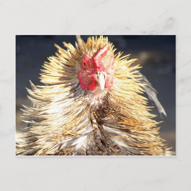 Dagen för dålig hår vykort (Framsida)