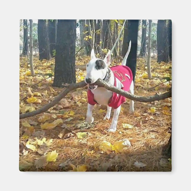 Dagens höststift, Rex Autumn Magnet (Framsidan)