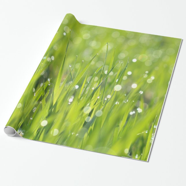Dagg tappar på gräs presentpapper (Utrullad)