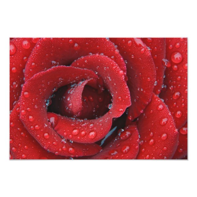 Daggbevakad röd ros dekorerar gravplatsen i fototryck (Framsidan)