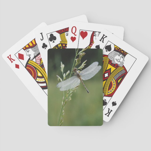 Daggbevingad mosaikslända casinokort (Baksidan)