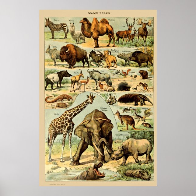 Däggdjur av vintage Gamla illustrationsbilder Poster (Framsidan)