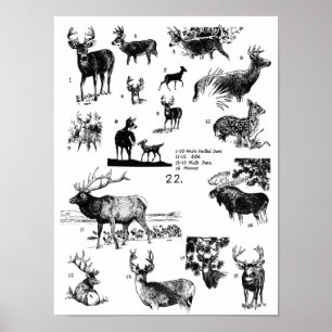 DÄGGDJURAFFISCH POSTER