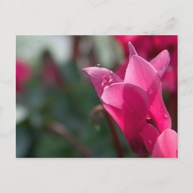 daggdroppar på blomma vykort (Framsida)