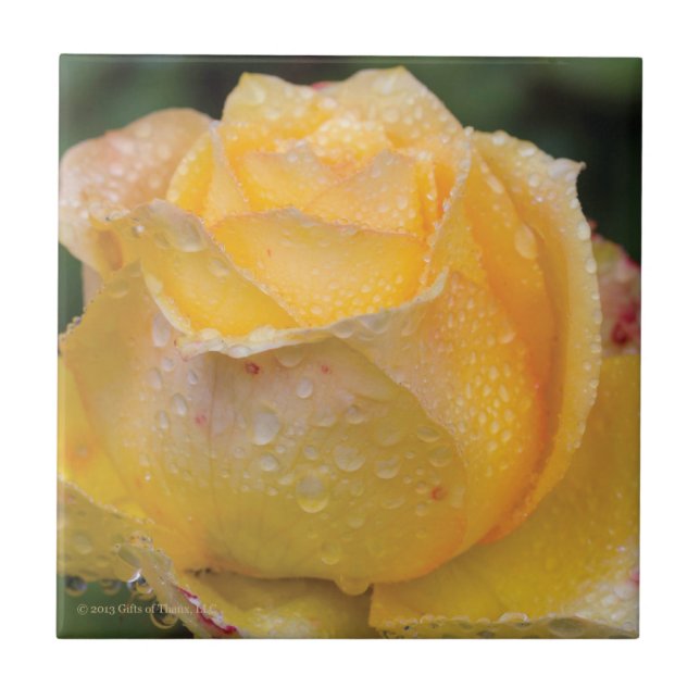 Daggdroppar på den keramiska gul ros - belägga med kakelplatta (Framsidan)