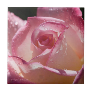 Daggdroppar på den keramiska rosa ros - belägga kakelplatta