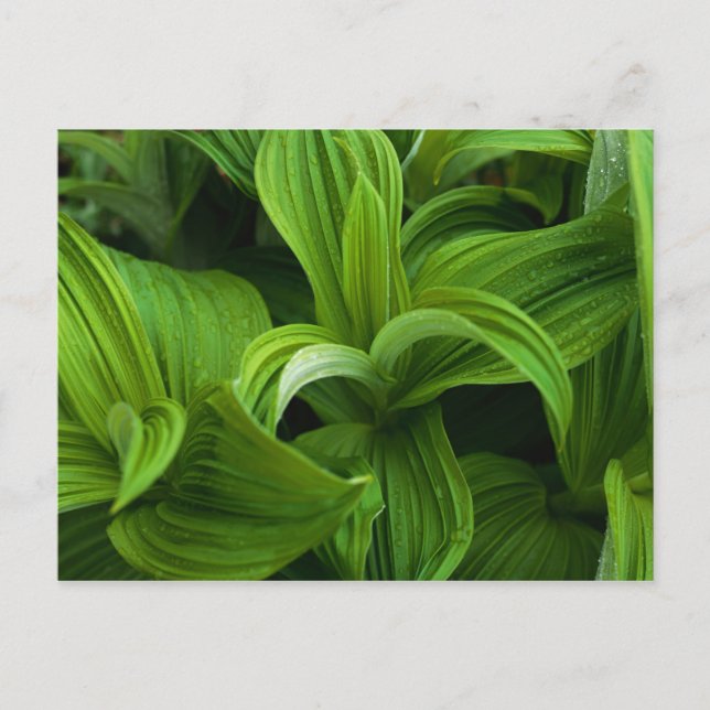 Daggdroppar på en falsk helborre vykort (Framsida)