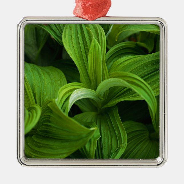 Daggdroppar på en falska Helabore Julgransprydnad Metall (Framsidan)