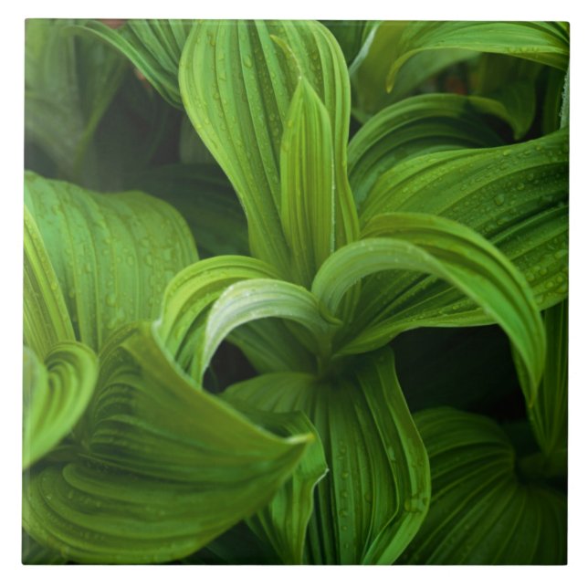 Daggdroppar på en falska Helabore Kakelplatta (Framsidan)