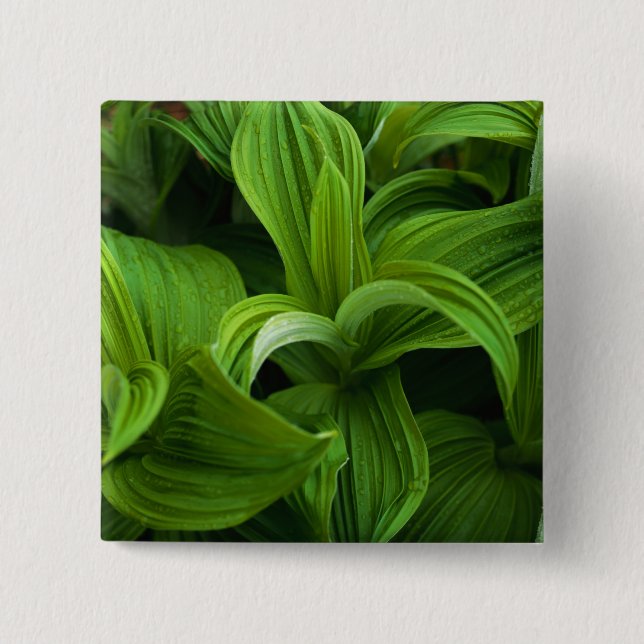 Daggdroppar på en falska Helabore Knapp (Framsida)