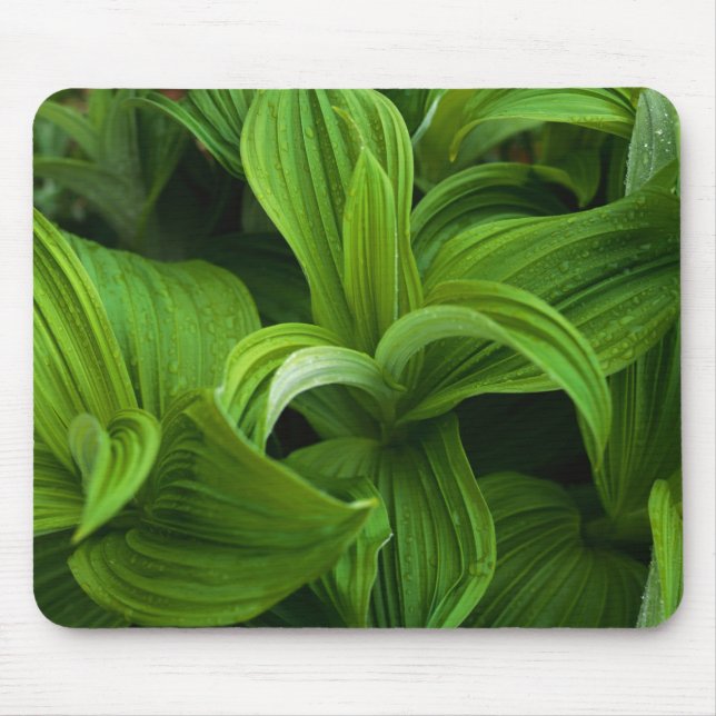 Daggdroppar på en falska Helabore Musmatta (Framsidan)