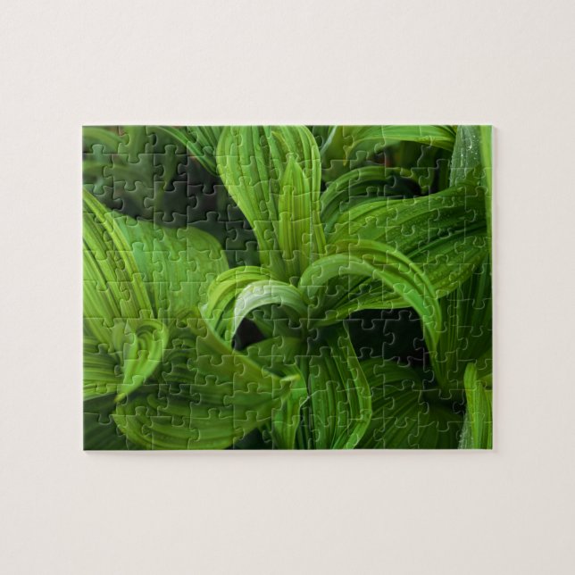 Daggdroppar på en falska Helabore Pussel (Horisontell)