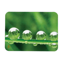 Daggdroppar På Grön Gräs Elegant Natur Magnet