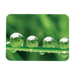 Daggdroppar På Grön Gräs Elegant Natur Magnet