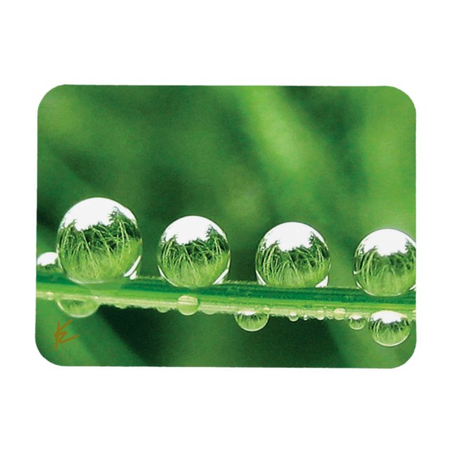 Daggdroppar På Grön Gräs Elegant Natur Magnet (Horisontell)