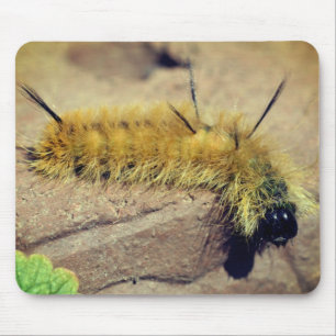 Dagger Moth Caterpelare Nature Musmatta