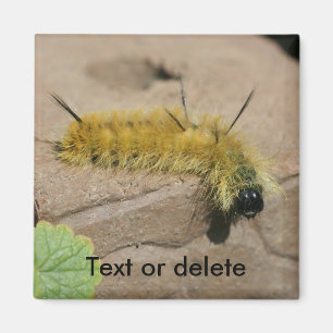 Daggermotiv Moth Larv Natur Personlig Magnet