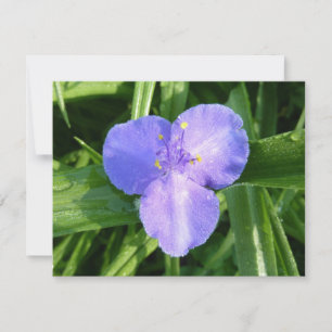 Daggig Trillium VårVildblomma