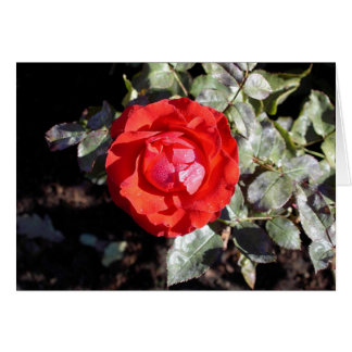 Daggigt steg hälsningskort