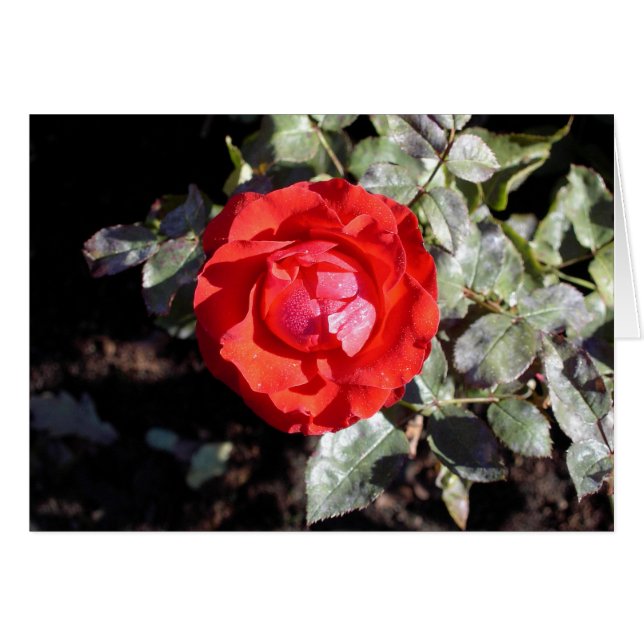 Daggigt steg hälsningskort (Framsidan Horizontal)