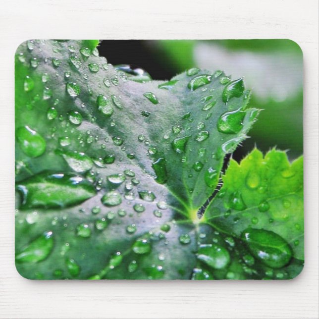 Daggvattenliten droppe tappar musmatta (Framsidan)