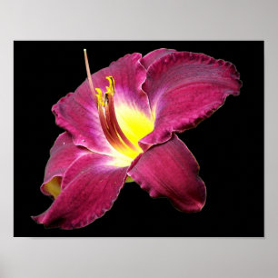 Daglig blomning nära poster