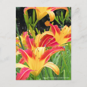 Dagligen: Hemerocallis"Bonanza" [vykort] Vykort
