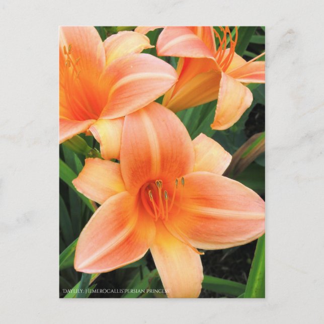 Dagligen: Hemerocallis"Persian Princess" [vykort] Vykort (Framsida)