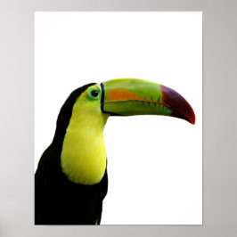 Dagligt foto av exotiska tropiska djur från Toucan Poster