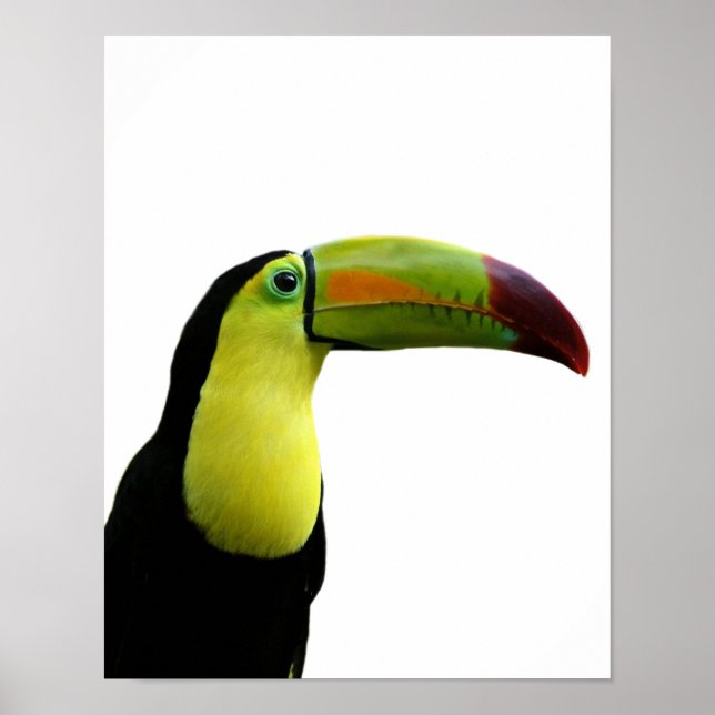 Dagligt foto av exotiska tropiska djur från Toucan Poster (Framsidan)